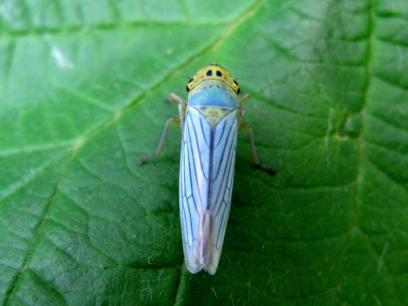 Cicadella viridis